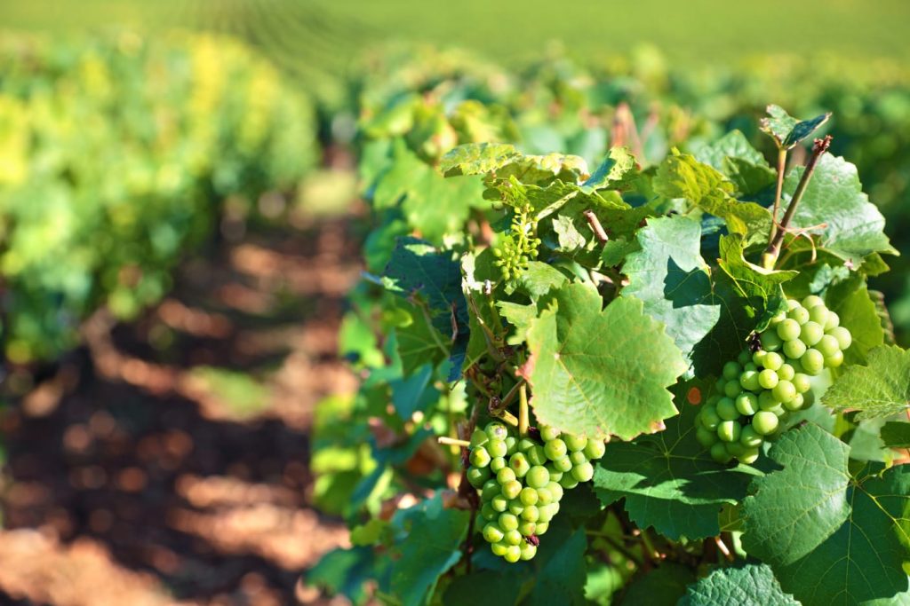 Racimo de uvas en proceso de maduración