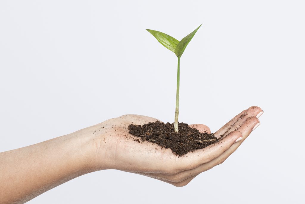 Planta en la mano
